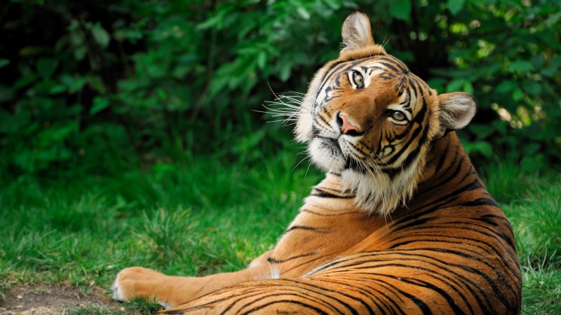 Características generales de los tigres