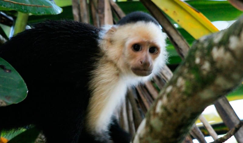 Características generales de los monos capuchinos