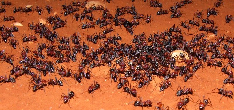 Colonias de hormigas