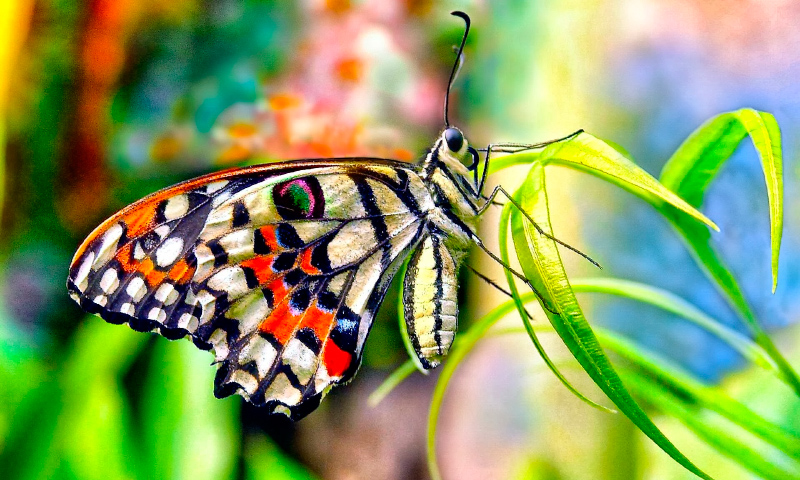 Colores de las mariposas