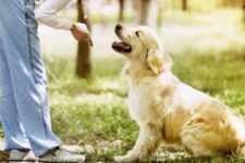 Cómo adiestrar a un perro: claves y consejos de especialistas