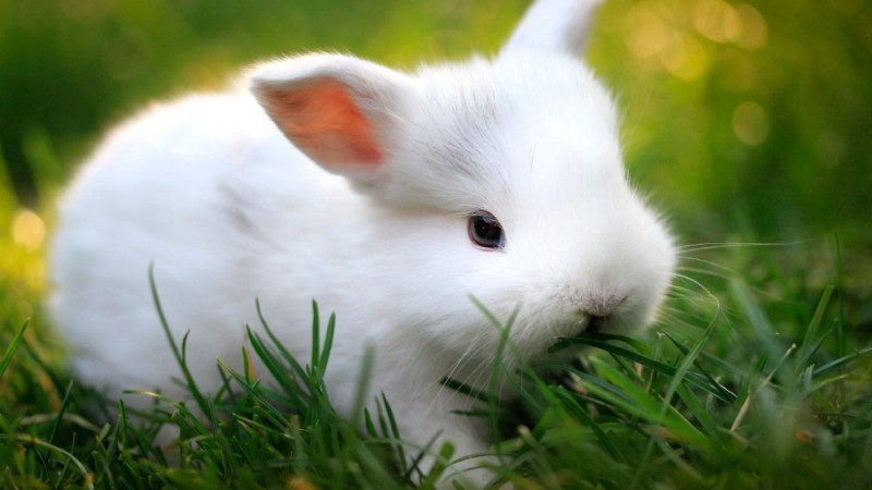 Cómo es el comportamiento de los conejos
