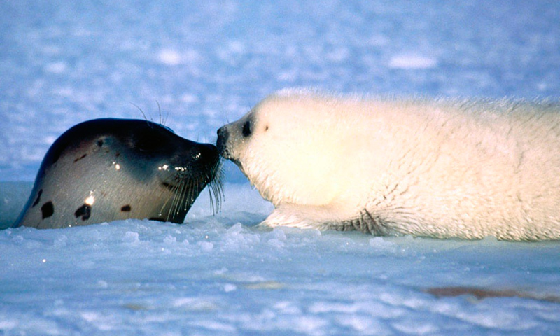 Cómo nacen las focas