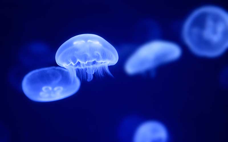 Cómo nacen las medusas aurelias