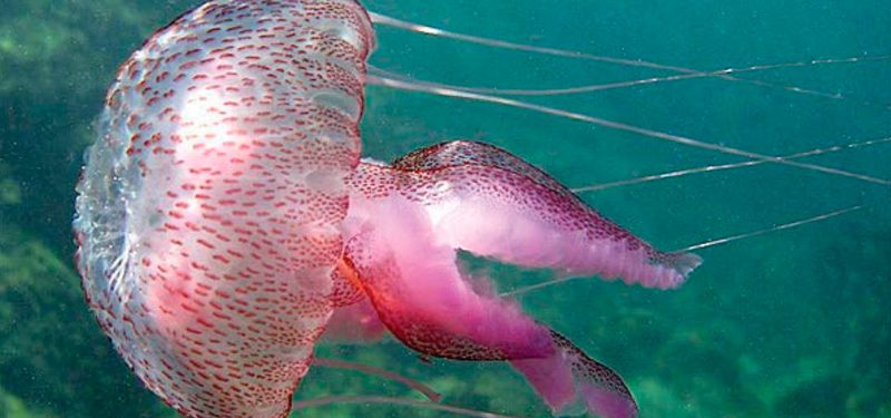 Cómo nacen las medusas clavel
