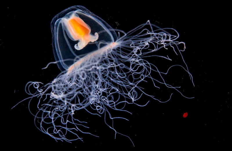 Cómo nacen las medusas inmortales