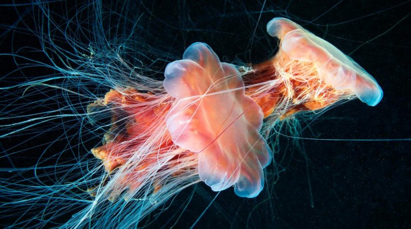 Cómo nacen las medusas melena de león