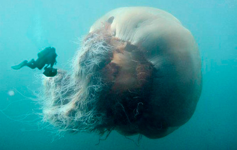 Cómo nacen las medusas nomura