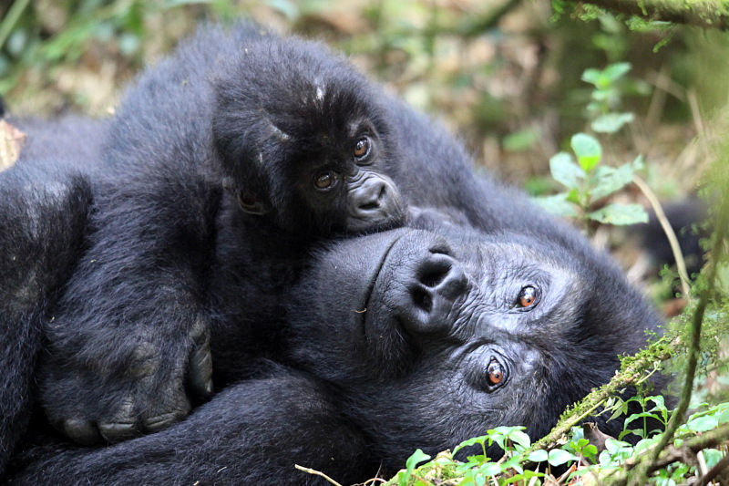 El truco evolutivo de los gorilas de montaña para evitar su extinción