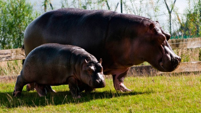 Cómo nacen los hipopótamos africanos