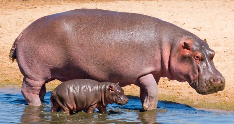Cómo nacen los hipopótamos