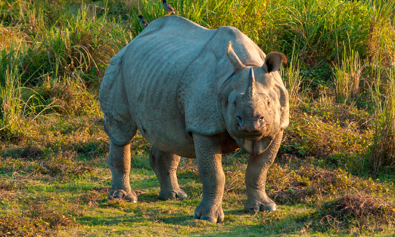 Cómo nacen los rinocerontes indios
