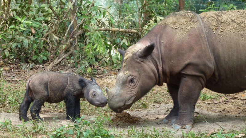 Cómo nacen los rinocerontes