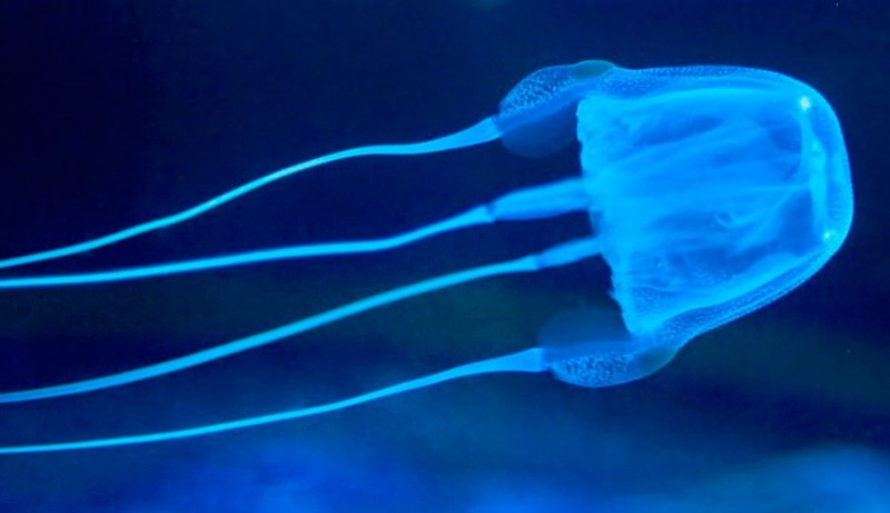 Cómo nacen las medusas avispas de mar