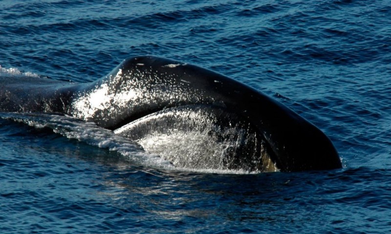 ¿Cómo se comportan las ballenas boreales?