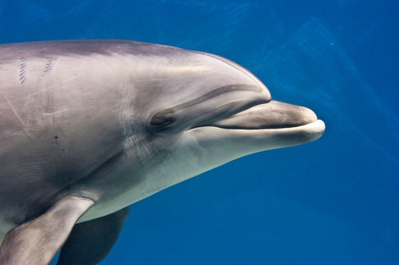 Cómo se comunican los delfines