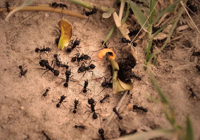 Cómo se organizan las hormigas