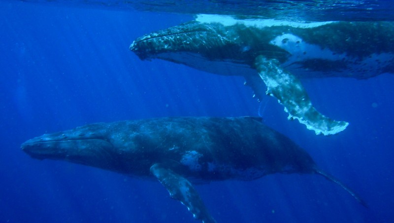 ¿Cómo se reproducen las ballenas?