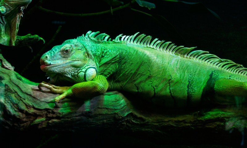 Comportamiento de la iguana verde