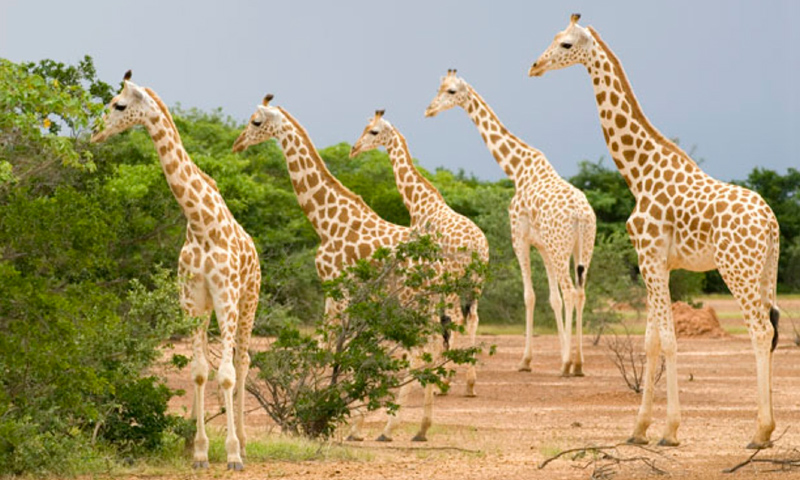 Comportamiento de la jirafa de África Occidental