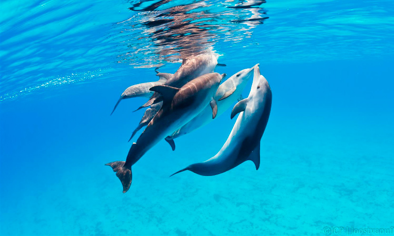 Comportamiento delfines