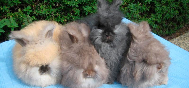 Conejos angora, guía básica