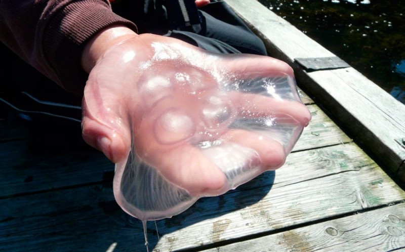 Cuánto dura una picada de medusa