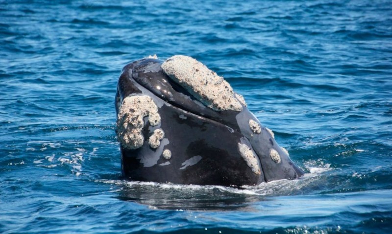 Cuántos años pueden vivir las ballenas francas