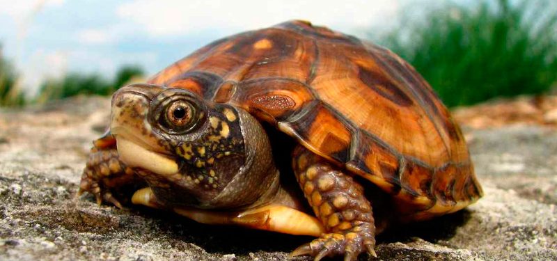 Cuidados tortugas terrestres