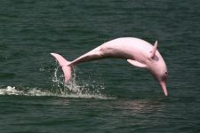 Delfin rosado del Amazonas