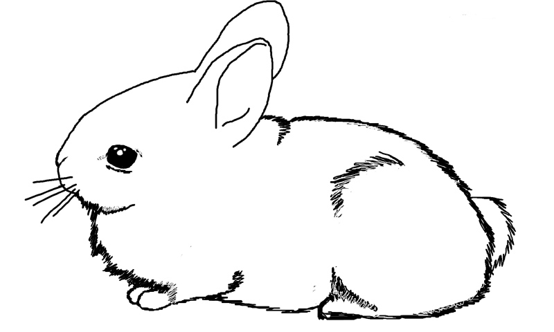 Dibujos de conejos