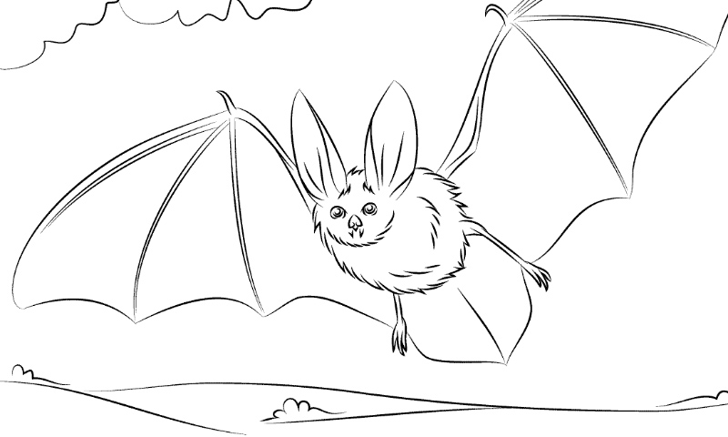 Dibujos de murciélagos