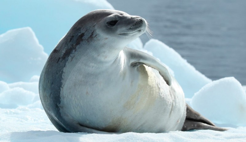 Dónde viven las focas cangrejeras