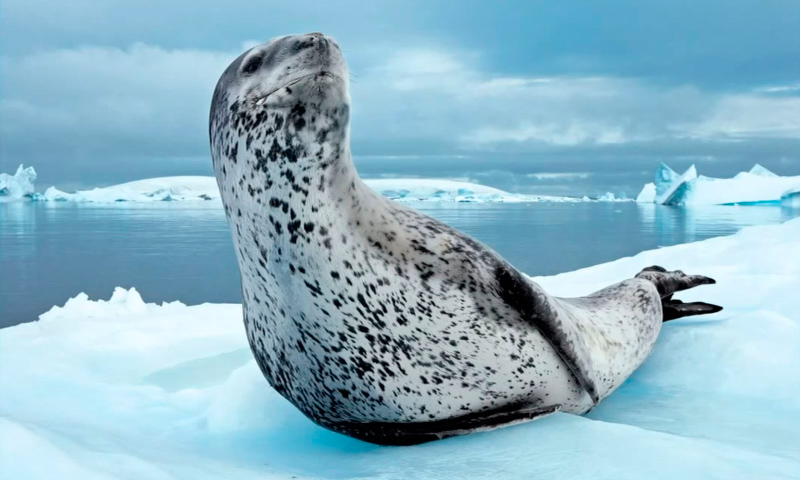 Dónde viven las focas leopardo