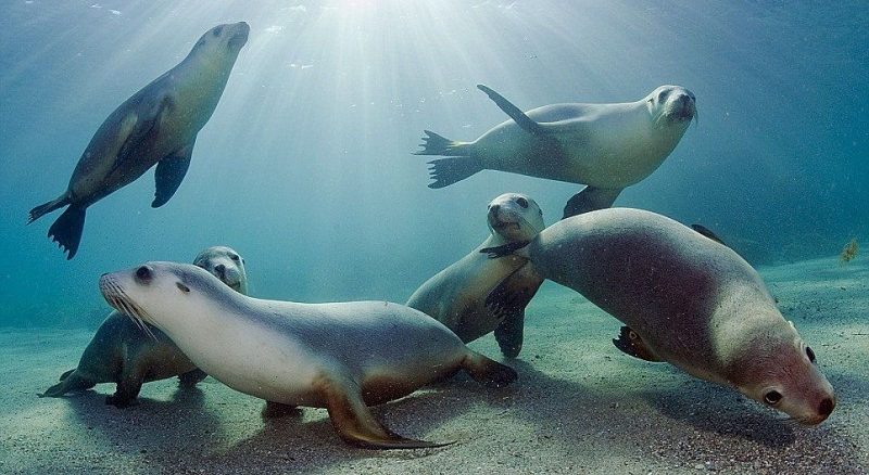 Dónde viven las focas monje