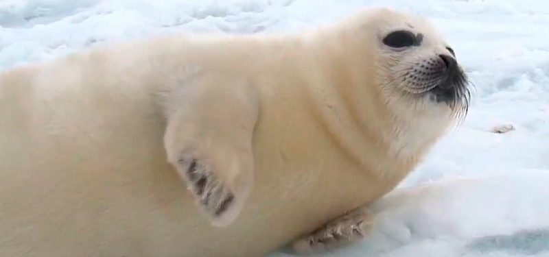 Dónde viven las focas polares