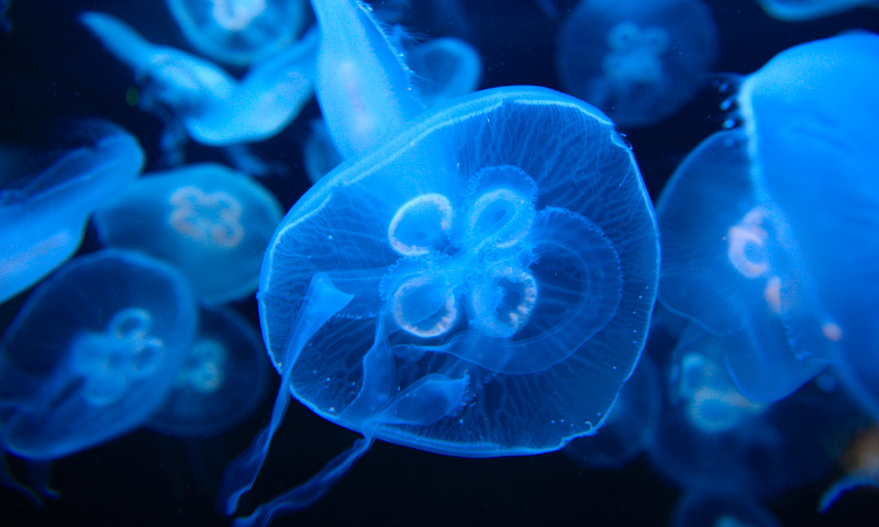 Dónde viven las medusas aurelias