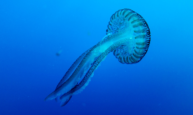 Dónde viven las medusas clavel