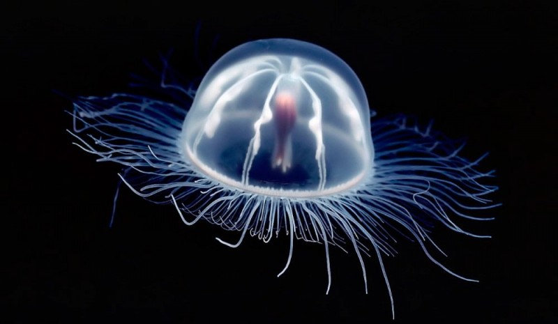 Dónde viven las medusas inmortales