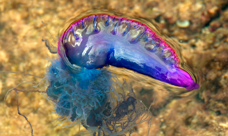 Dónde viven las medusas más venenosas