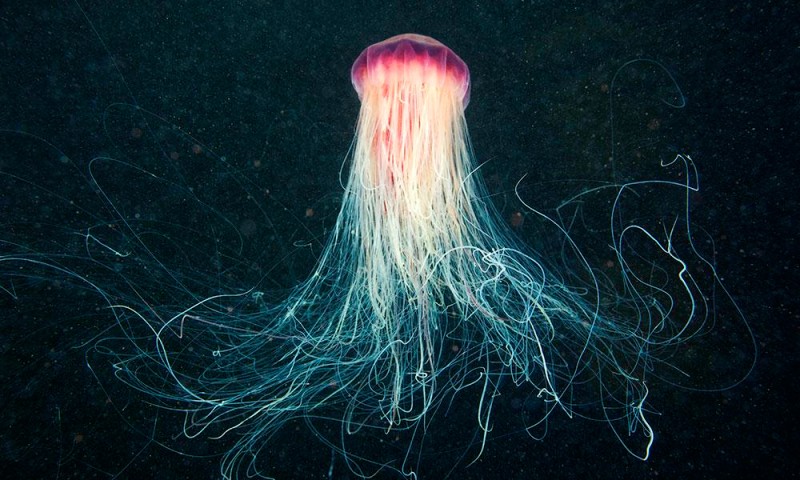 Dónde viven las medusas melena de león