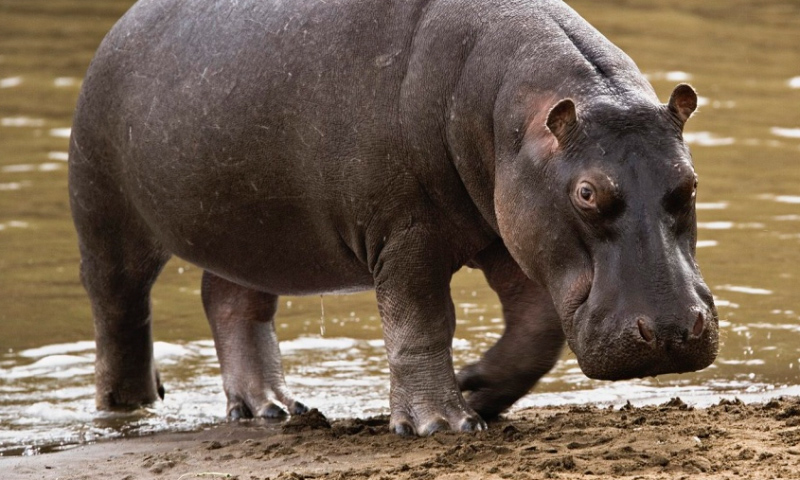 Dónde viven los hipopótamos africanos