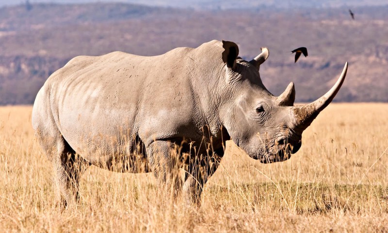 Dónde viven los rinocerontes blancos