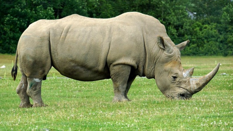 Dónde viven los rinocerontes
