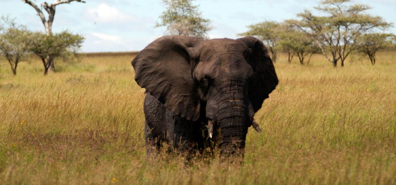 Resultado de imagen para elefante africano