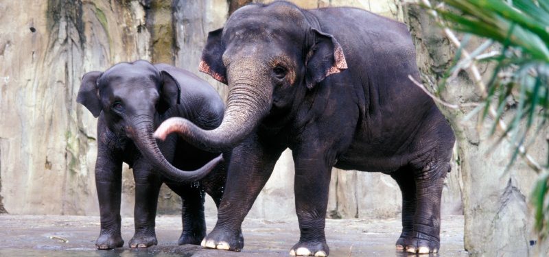 Elefantes asiáticos