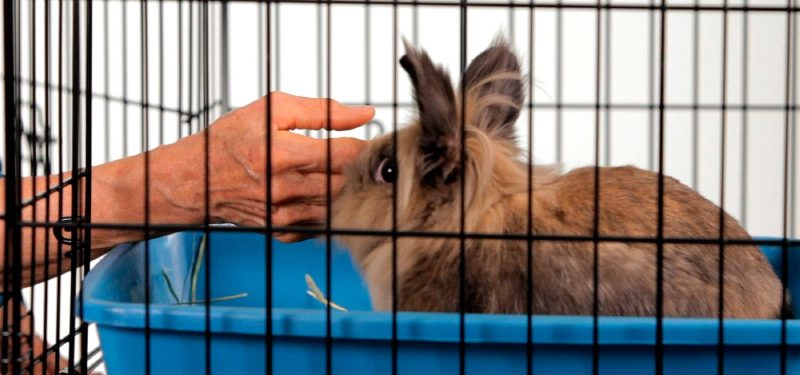 Como elegir las jaulas para conejos