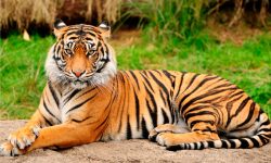 Especies extintas de tigres