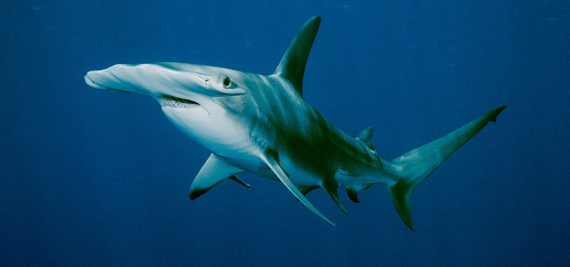 Especies de tiburones