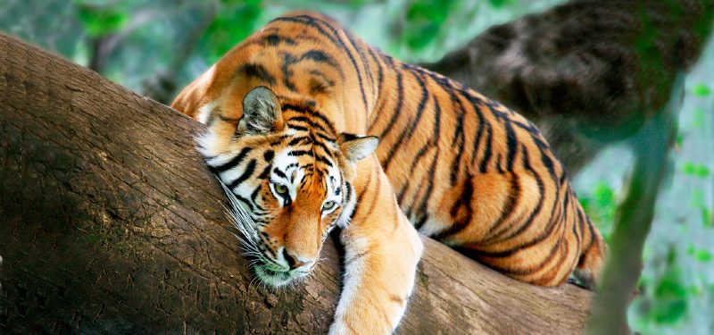 Especies de tigres